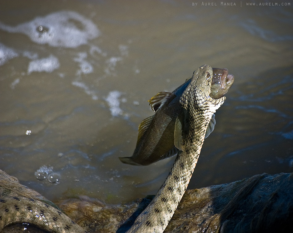 snake-catches-a-fish-01